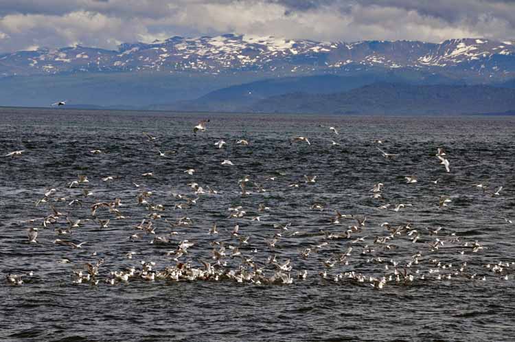 gulls on the water